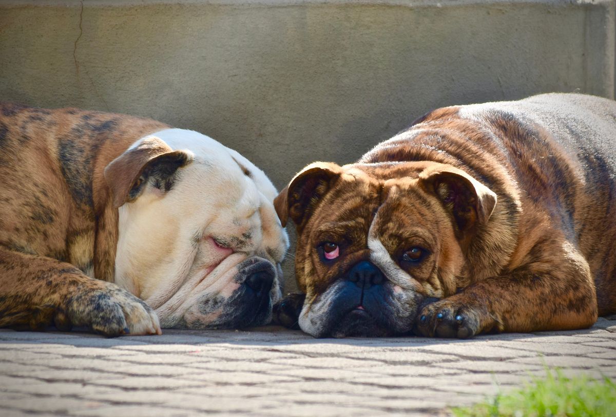 Las patas de dos mascotas sostenidas juntas por manos humanas sobre un fondo claro.