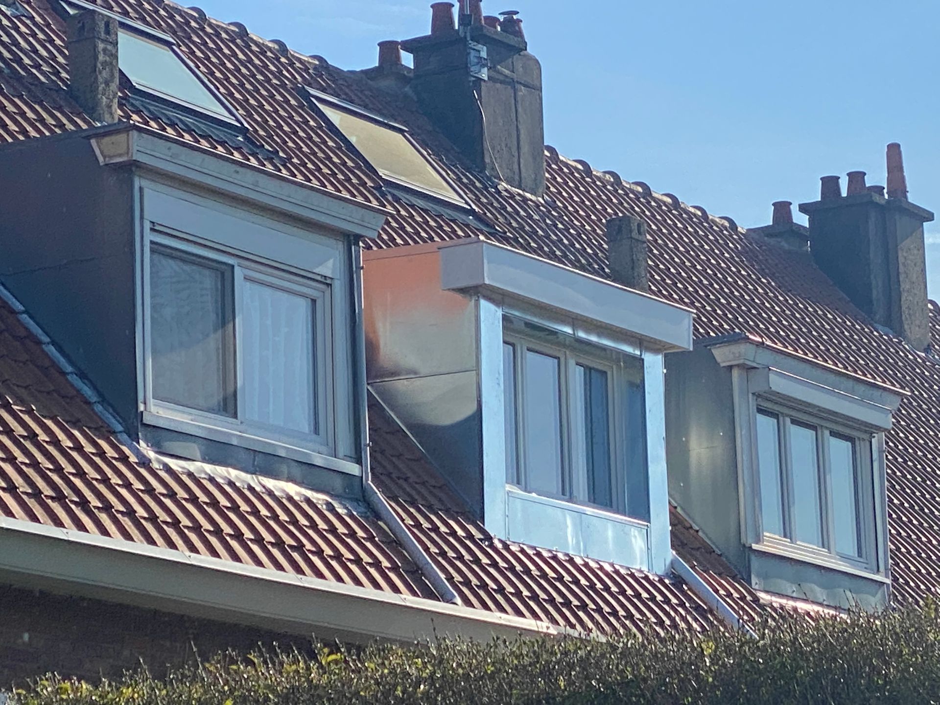 3 chien-assis tout juste installés