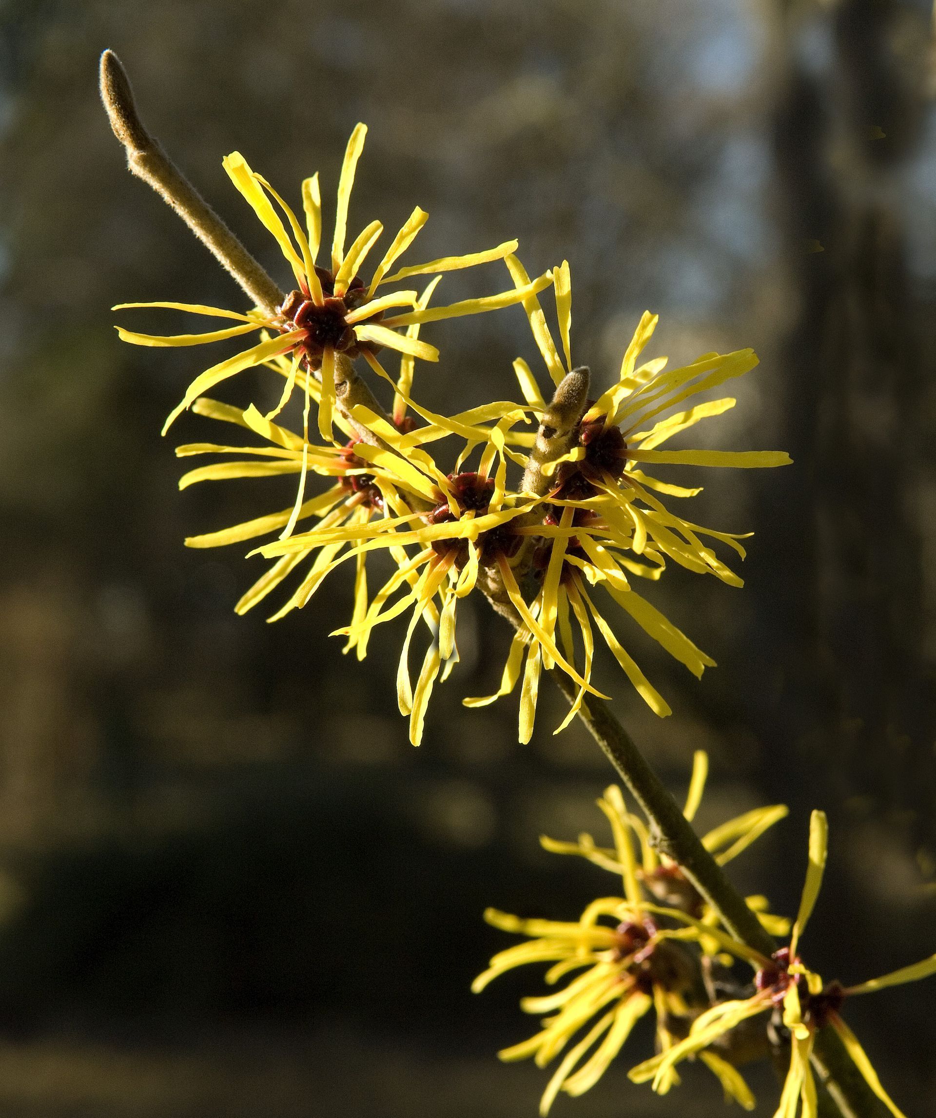 Leuchtende Wildblumenwiese mit rosa, orangefarbenen, gelben, blauen und weissen Blüten im hohen grünen Gras.