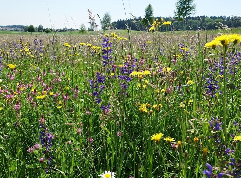 Gärtner schneidet draussen eine Hecke mit einem elektrischen Heckenschneider.