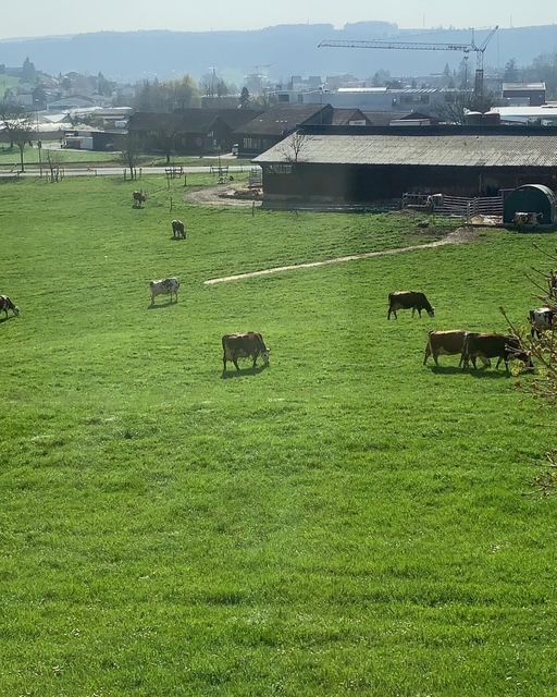 Eine Herde Kühe, die auf einer Wiese grasen