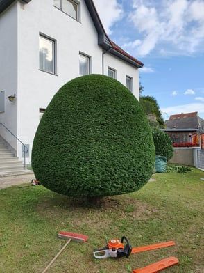 Ein großer, gestutzter grüner Busch vor einem weißen Haus, auf dem Rasen liegen Werkzeuge.