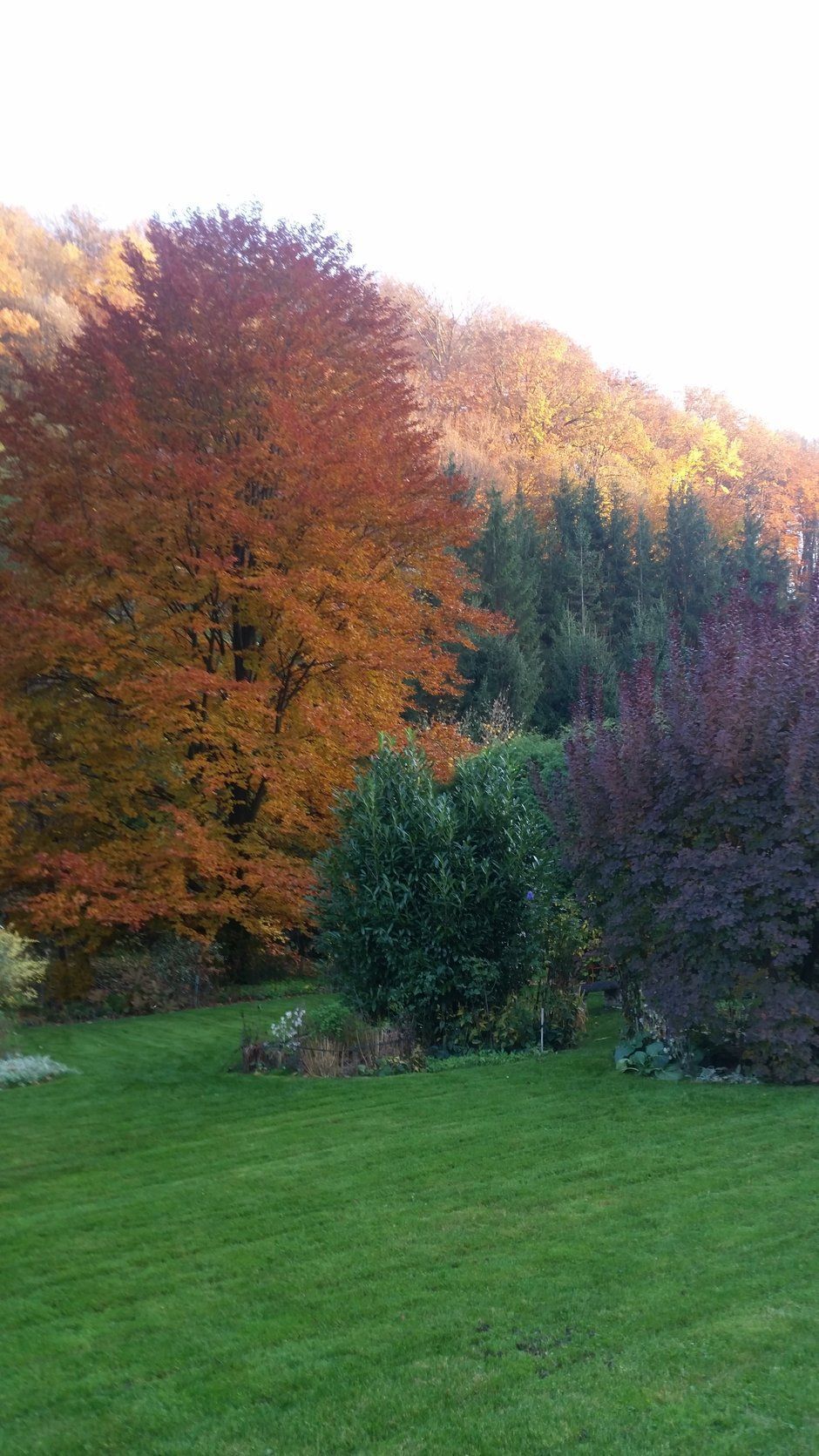 Herbstliche Szene mit leuchtend orangefarbenen, gelben und grünen Bäumen. Rasen im Vordergrund.