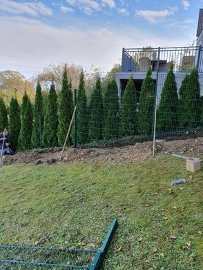 Grüner Zaun mit hohen, schlanken immergrünen Bäumen auf einem grasbewachsenen Hügel; im Hintergrund ist ein modernes Haus zu sehen.
