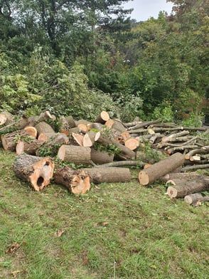 Auf einer Wiese verstreute Baumstämme, im Hintergrund ein Wald.