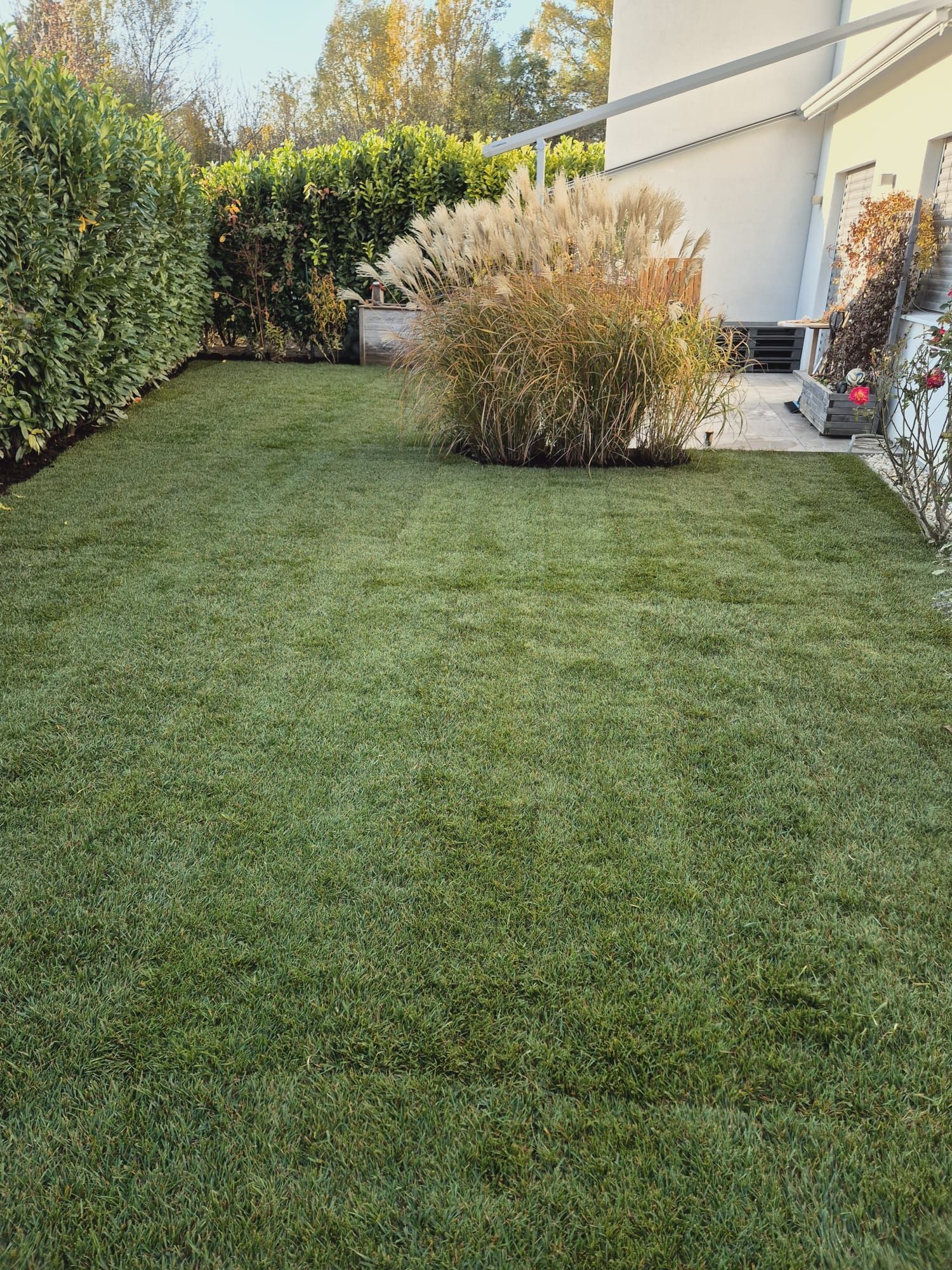Üppiger grüner Rasen in einem Hinterhof mit gestutzten Hecken und einem Busch; Haus im Hintergrund.