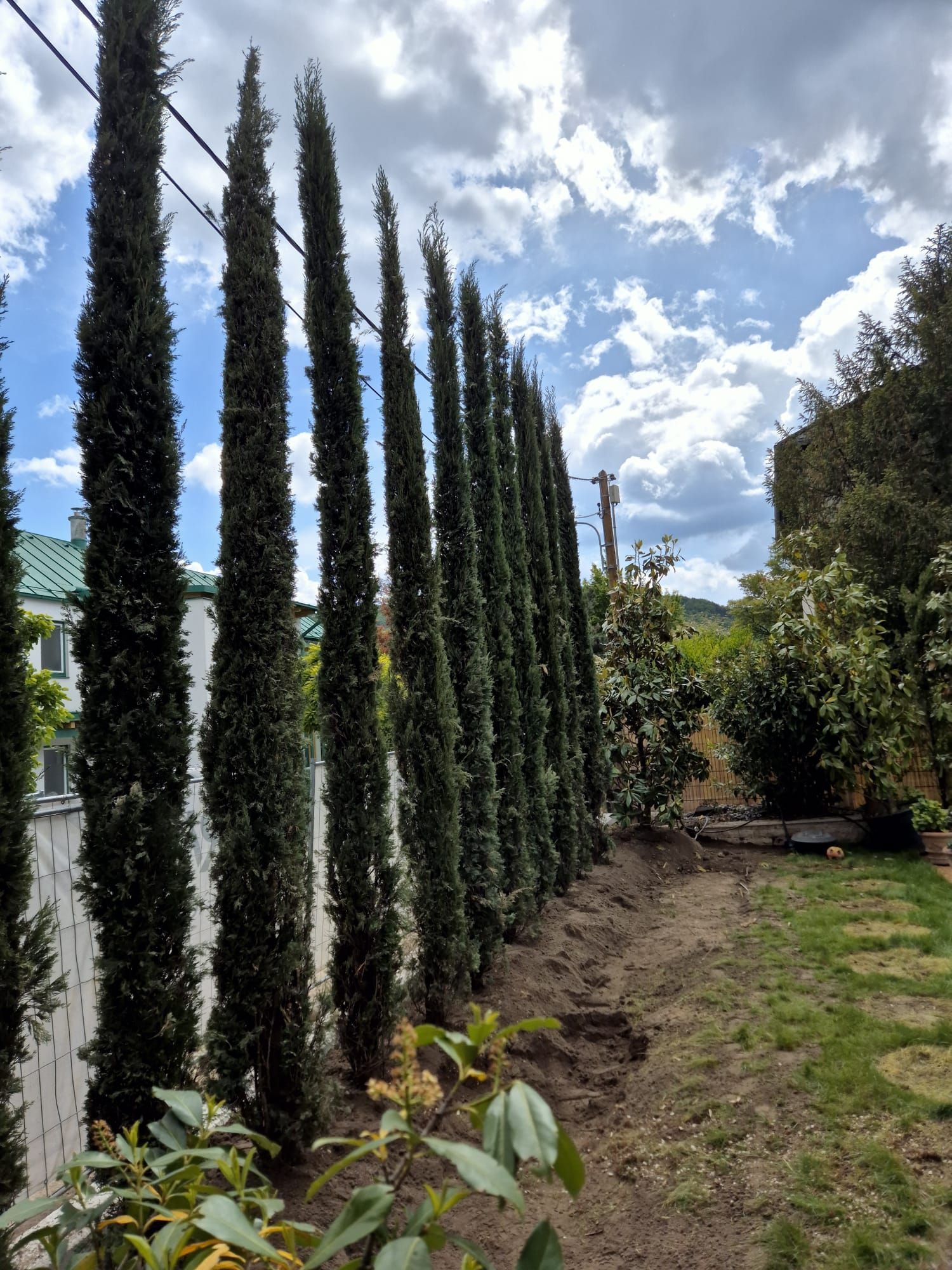 Hohe, schlanke immergrüne Bäume reihten sich entlang eines Zauns auf, im Hintergrund war ein bewölkter Himmel zu sehen.