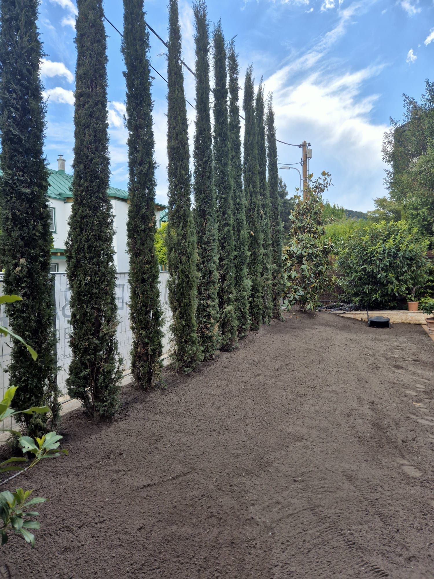 Eine Reihe hoher, schlanker Bäume entlang eines Zauns in einem Hof ​​mit frisch umgegrabenem Boden unter blauem Himmel.