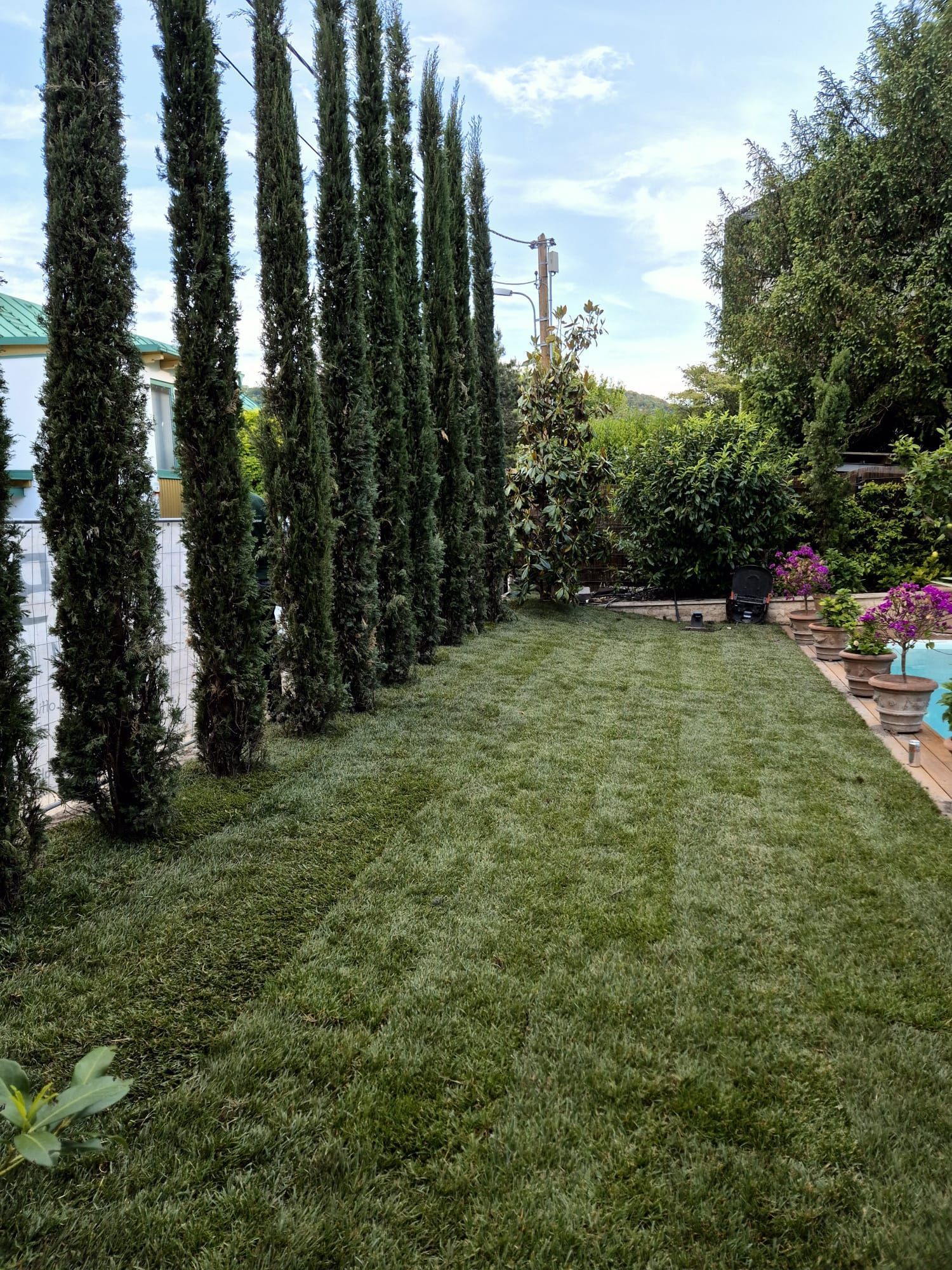 Ein üppig grüner Rasen, gesäumt von hohen, schlanken Zypressen, vor blauem Himmel.