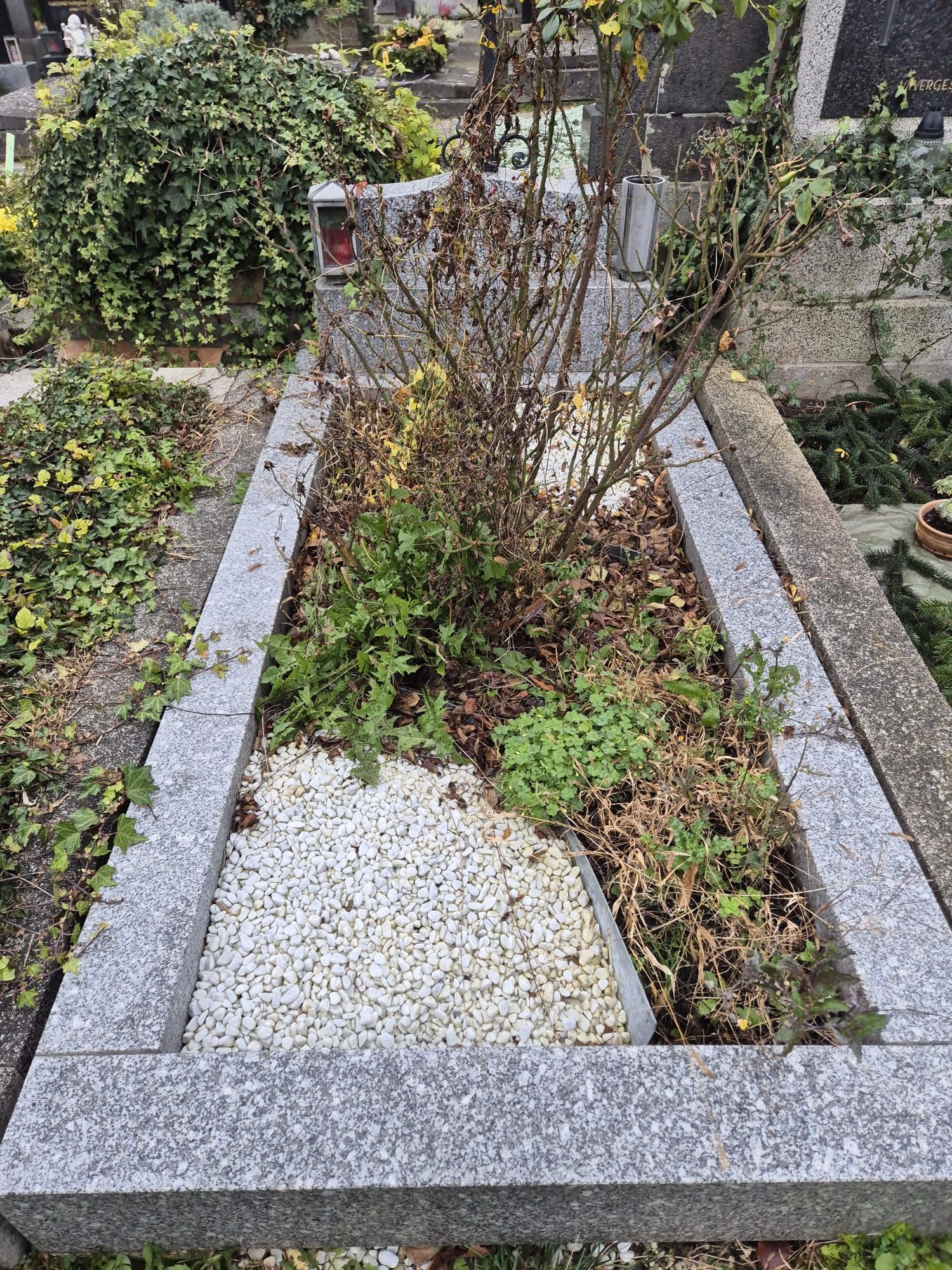Grab mit Granitrand, kleinen weißen Steinen und überwucherter Vegetation auf einem Friedhof.