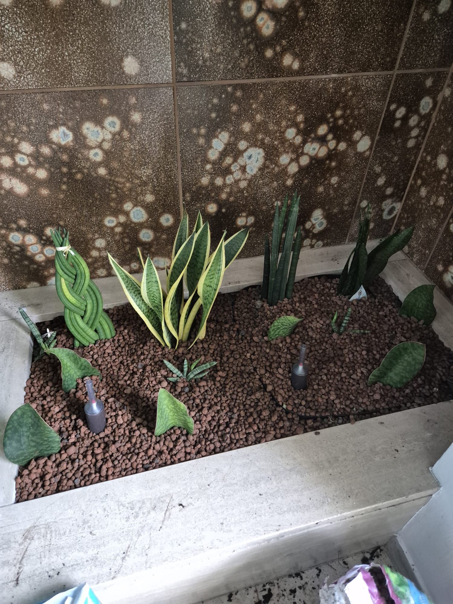 Kakteen und Sukkulenten in einem Bett aus roten Lavasteinen vor einer braun gesprenkelten Wand.