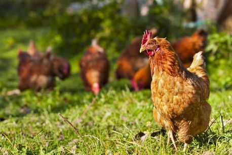 Gallinas marrones en un campo de hierba, con una gallina en primer plano y las demás borrosas al fondo.