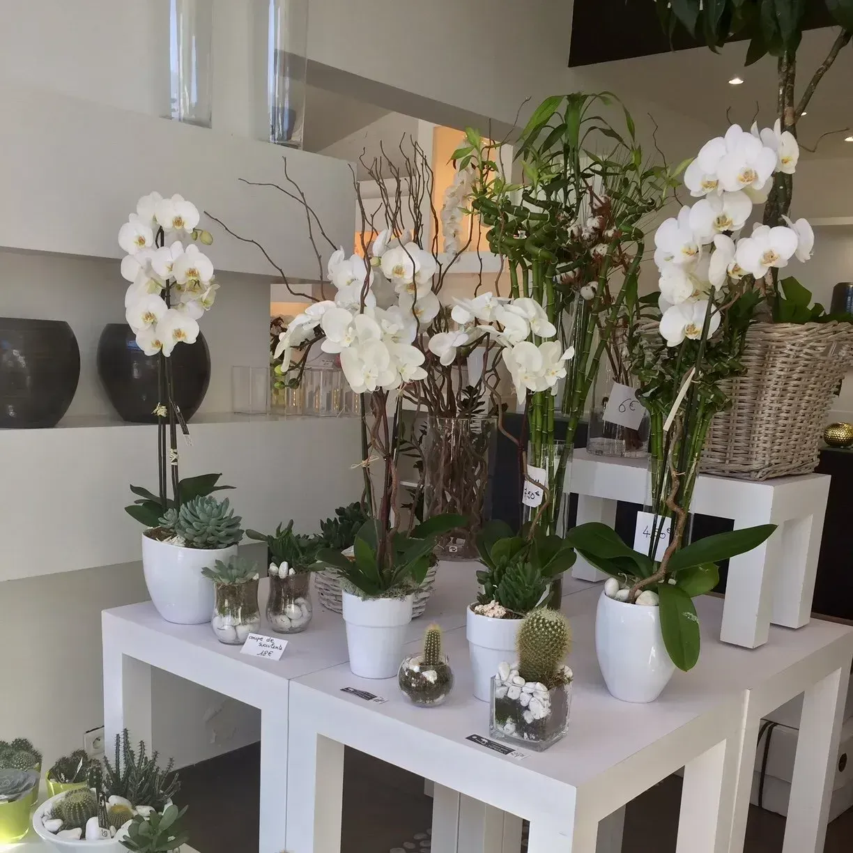 Orchidées blanches en pot