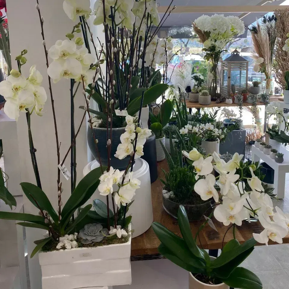 Orchidée en décoration