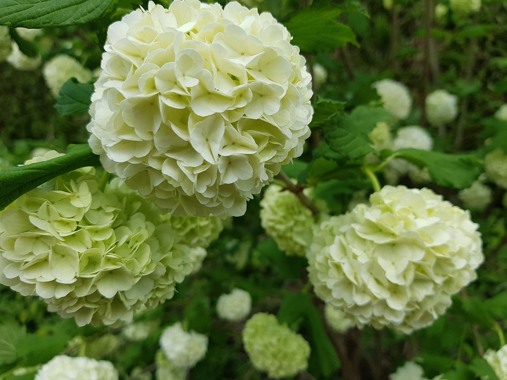 Domenico Iaderosa & Fils - plantation de fleurs