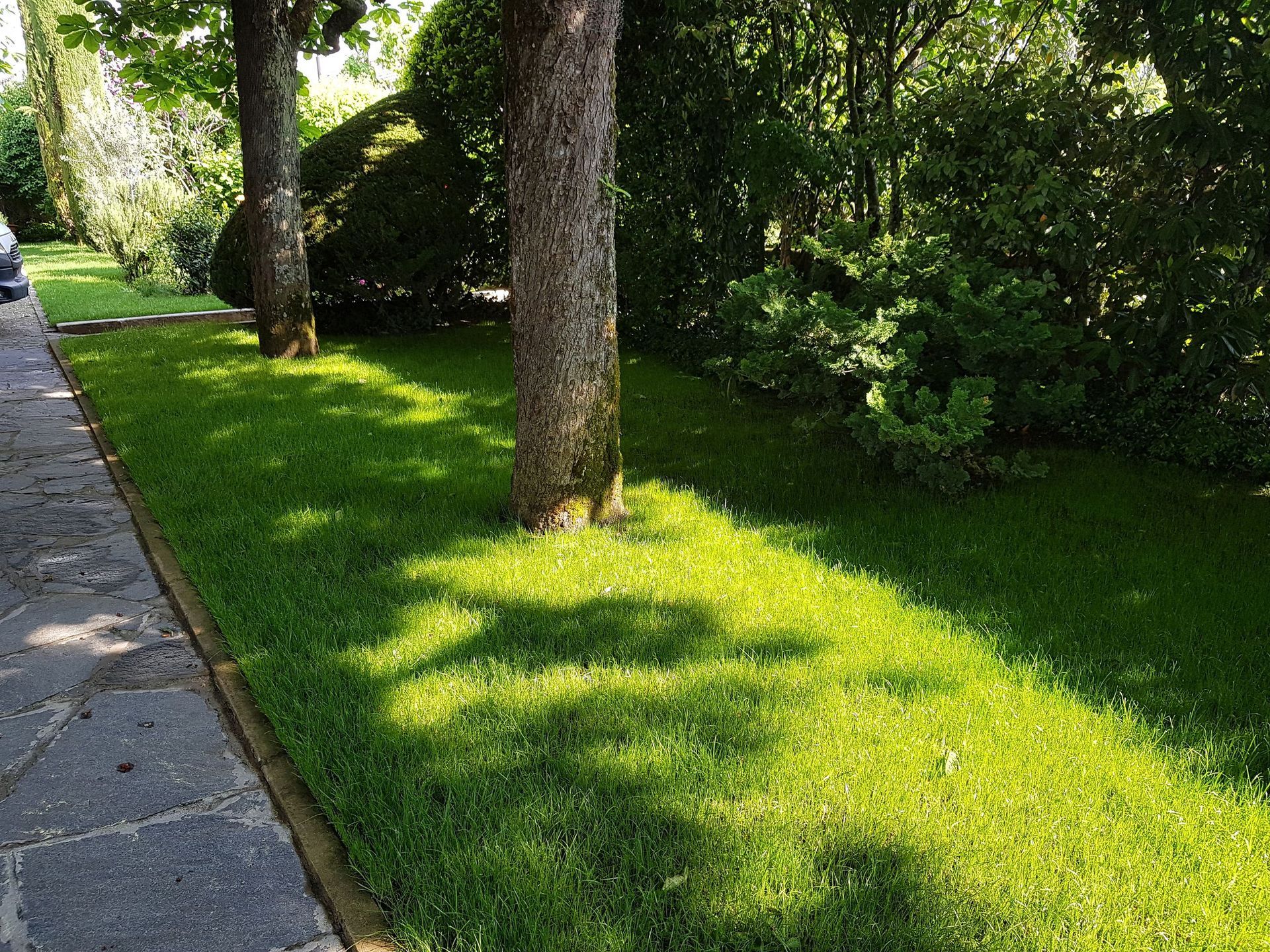 Domenico Iaderosa & Fils - taille d'arbres