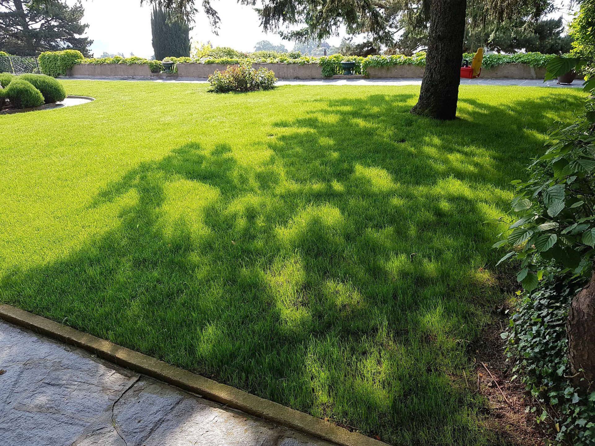 Domenico Iaderosa & Fils - gazon