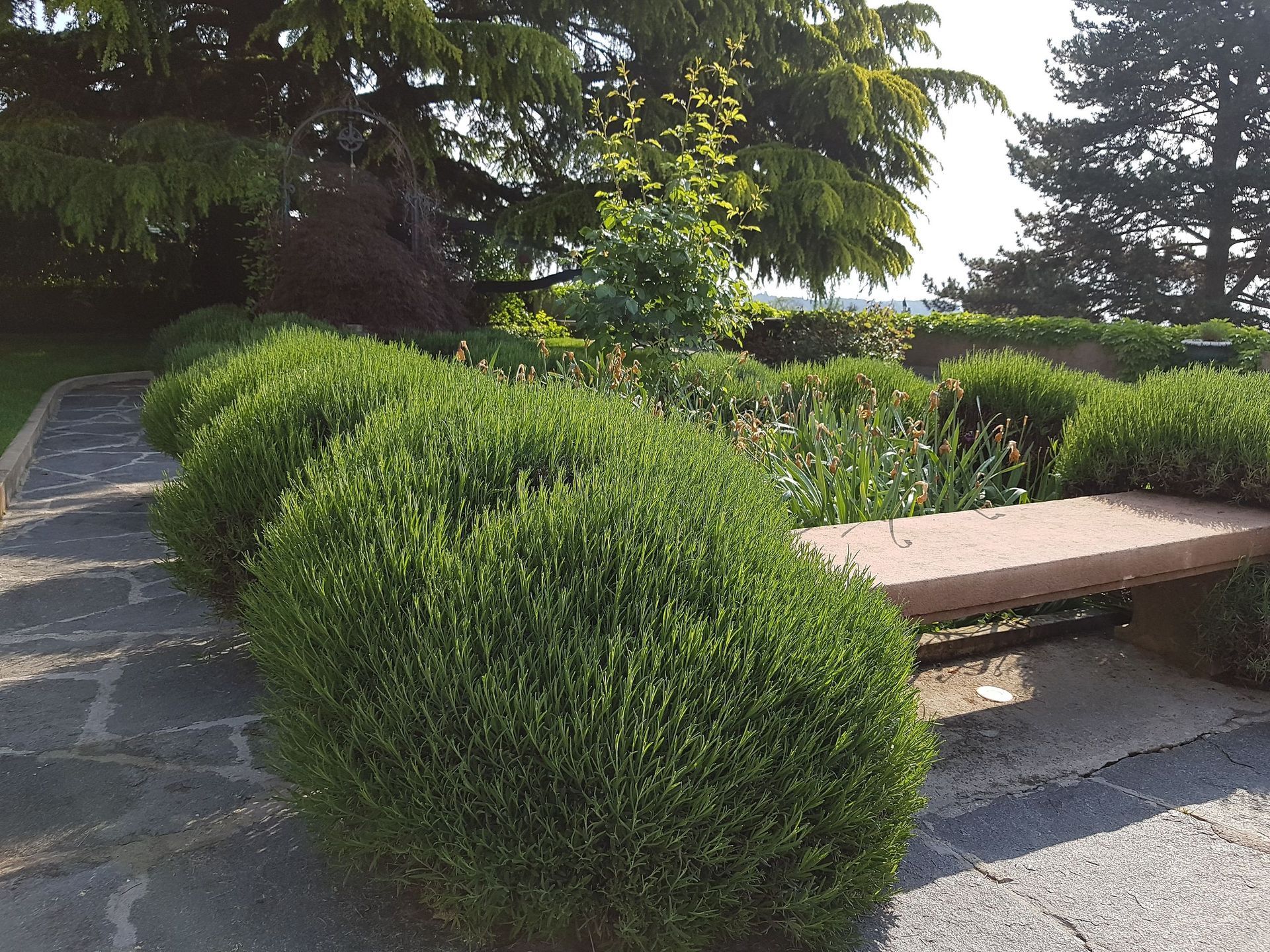 Domenico Iaderosa & Fils - buissons