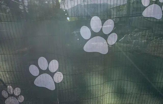 Un primer plano de una valla con huellas de patas.