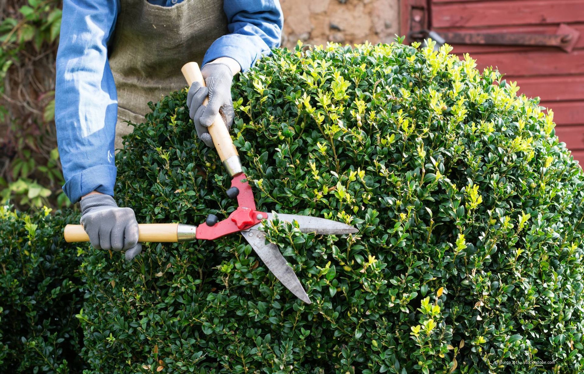 Eine Person stutzt im Freien einen grünen, runden Busch mit einer Gartenschere mit rotem Griff.