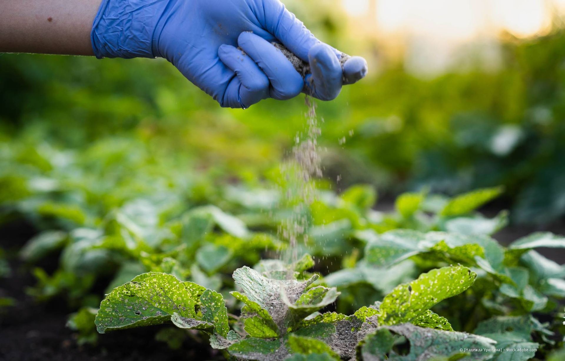 Eine behandschuhte Hand streut Granulat auf grüne Blattpflanzen in einem Garten.