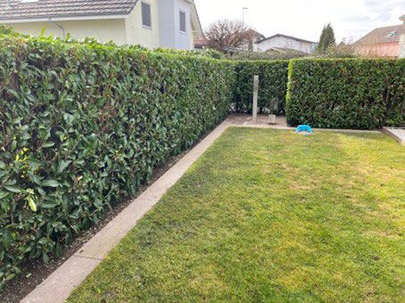 Grüne Hecke entlang eines Rasens mit Betonrand, vom Garten aus betrachtet.