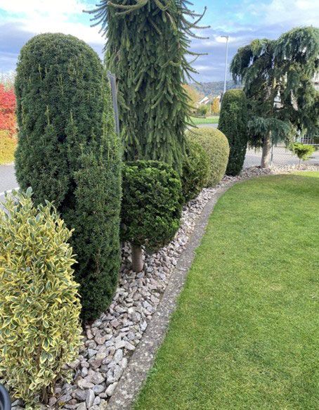 Grün und gelb gestutzte Büsche und Bäume säumen ein Kiesbeet neben einem grünen Rasen.