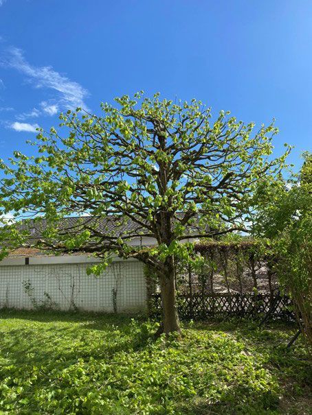 Ein Baum mit grünen Blättern vor blauem Himmel, in einem Garten mit weißem Zaun.
