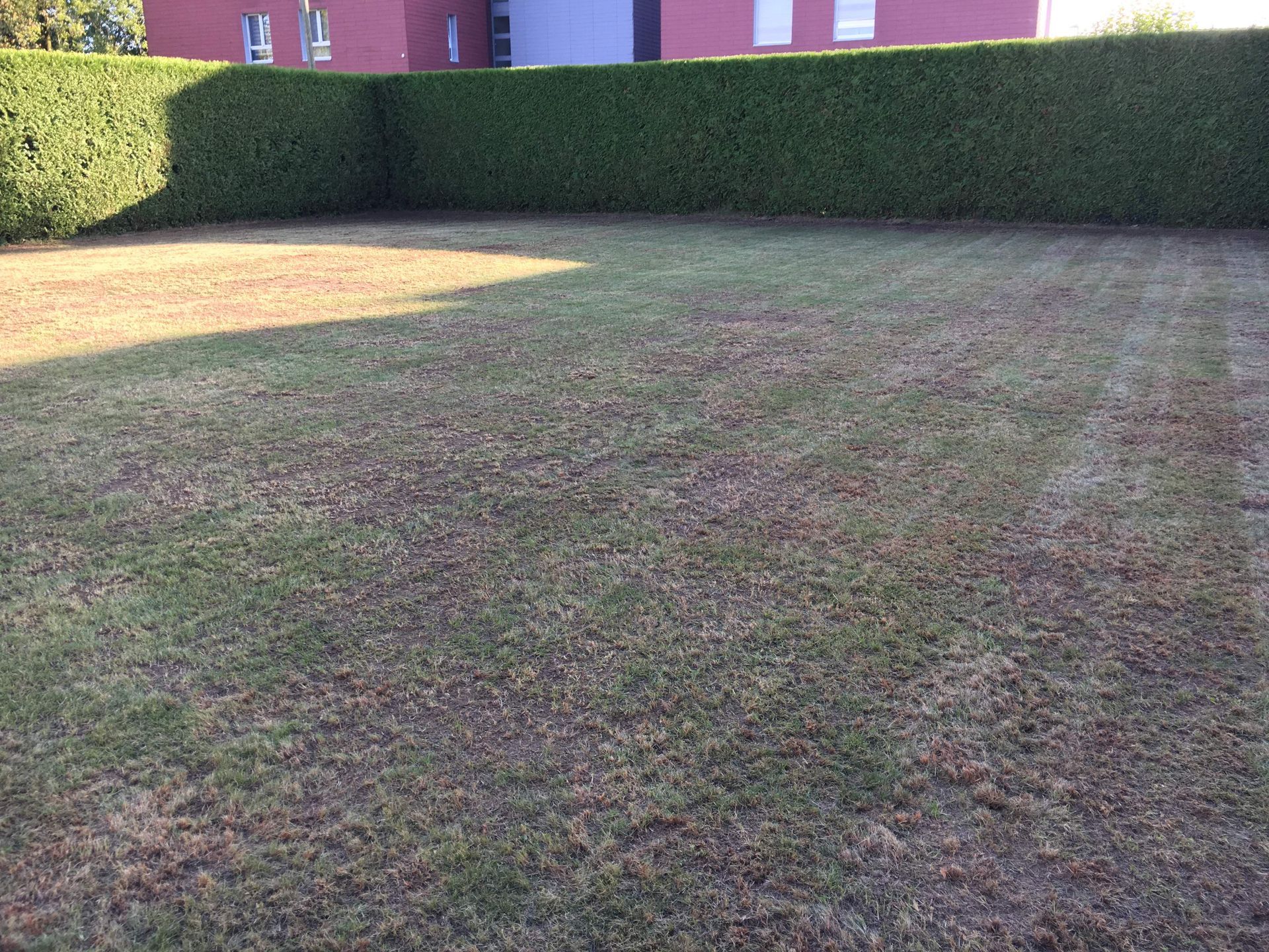 Eine große Wiese mit einer Hecke im Hintergrund und einem Haus im Hintergrund.