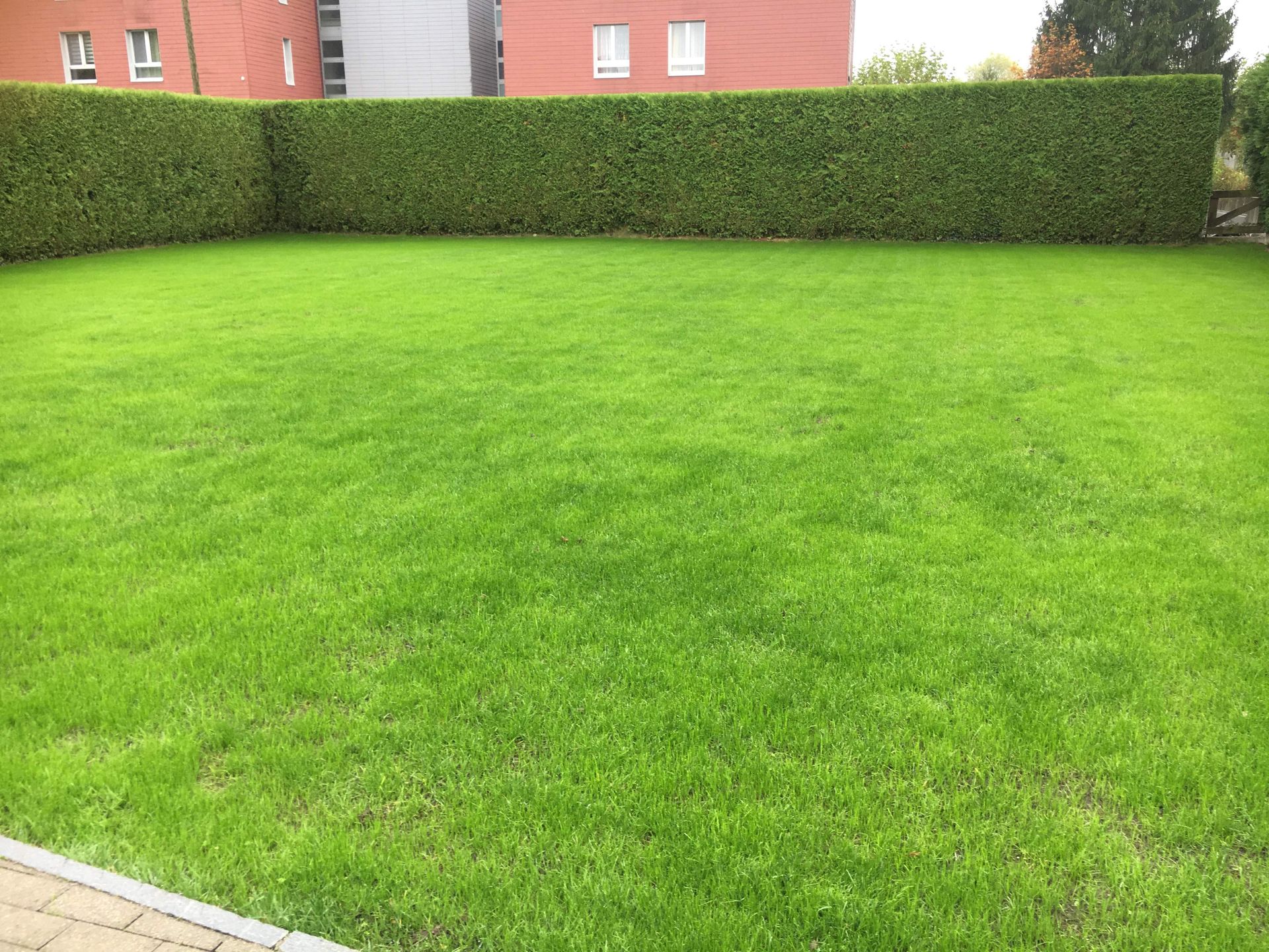 Eine große Rasenfläche mit einer Hecke im Hintergrund und einem Backsteingebäude im Hintergrund.