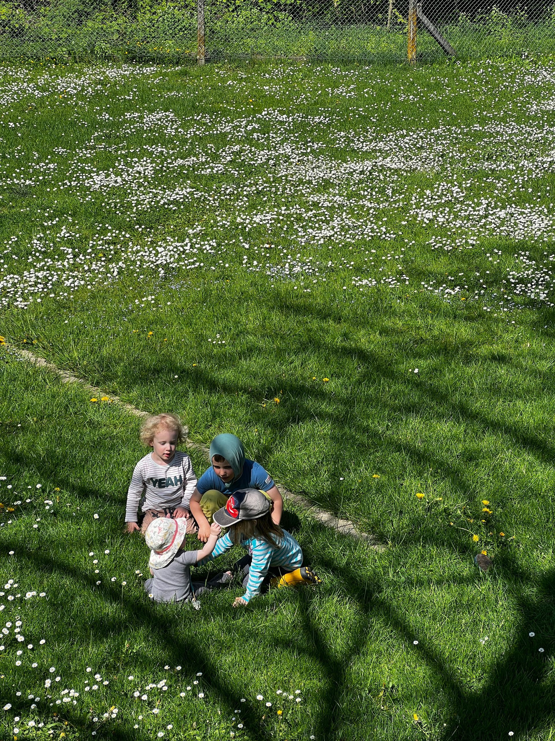 Drei Kinder spielen auf einer Wiese mit grünem Gras und weißen Blumen, die von einem Baum beschattet wird.
