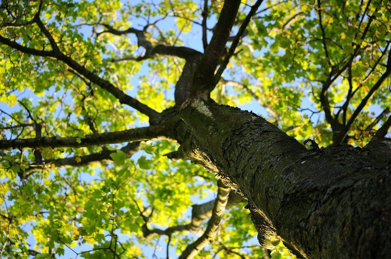 Elagage de vos arbres