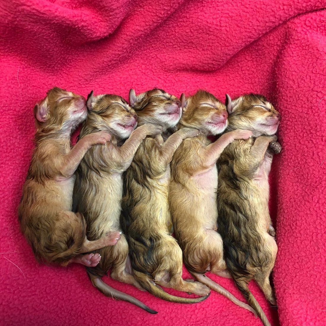 Cabinet vétérinaire du Sorby|Morges