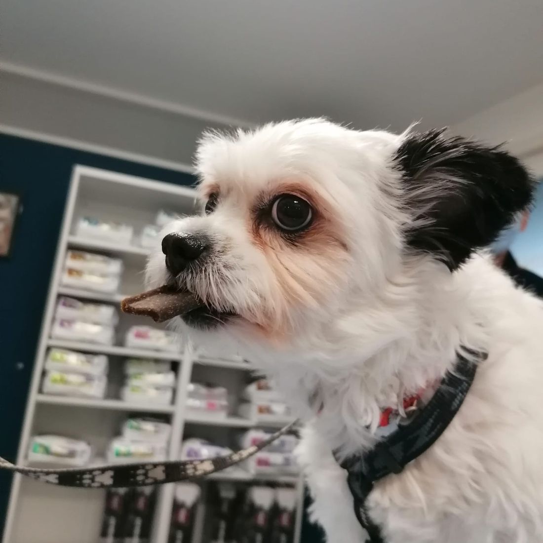 Cabinet vétérinaire du Sorby|Morges