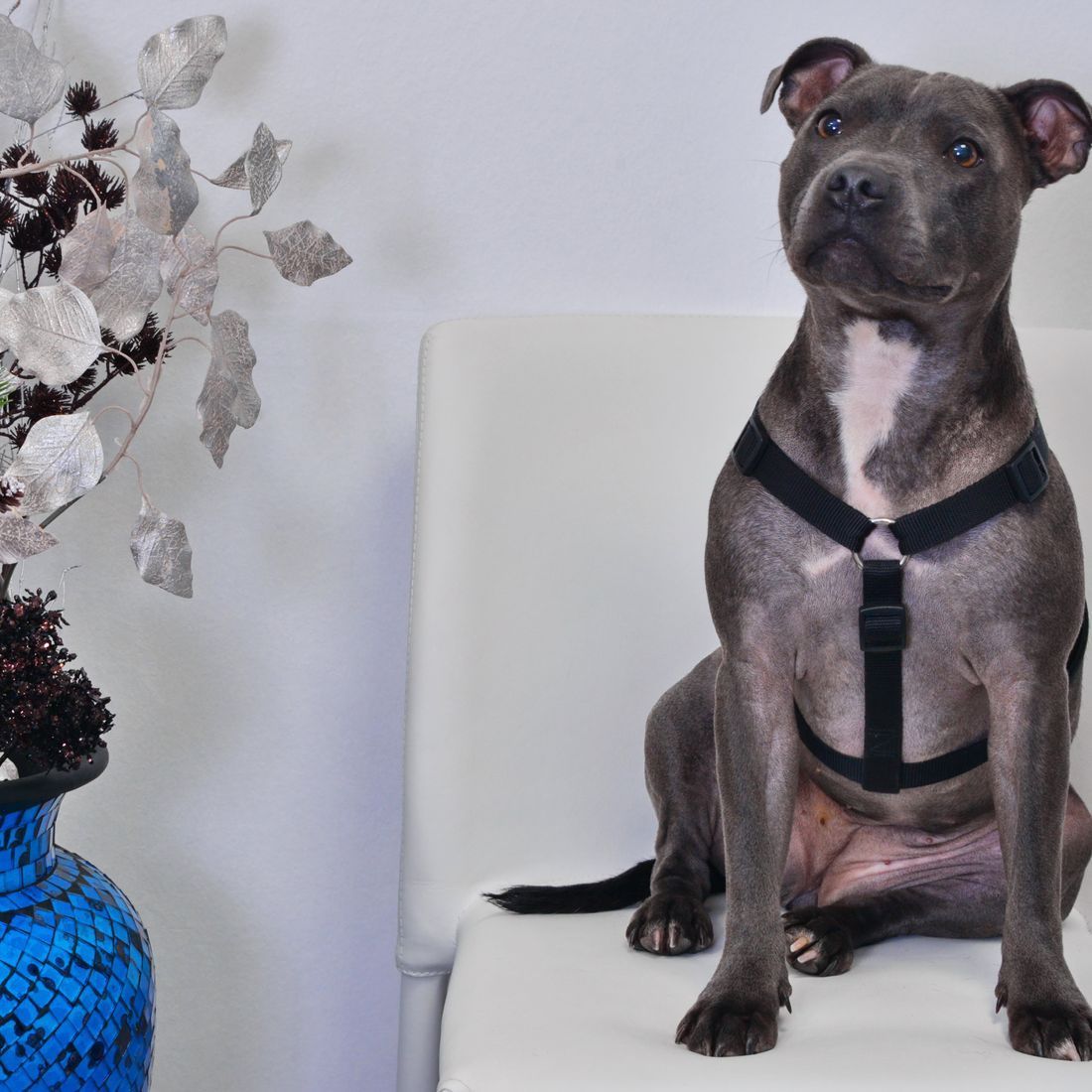 Cabinet vétérinaire du Sorby|Morges