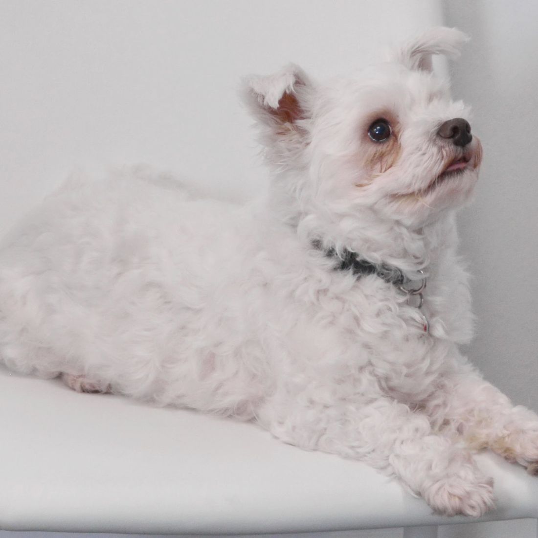 Cabinet vétérinaire du Sorby|Morges