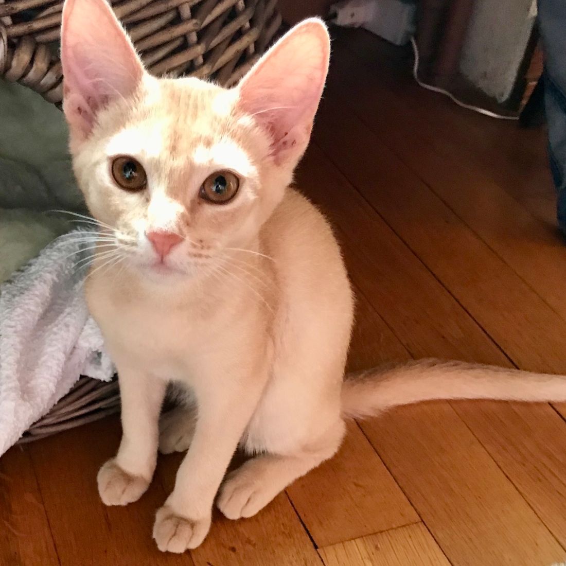 Cabinet vétérinaire du Sorby|Morges