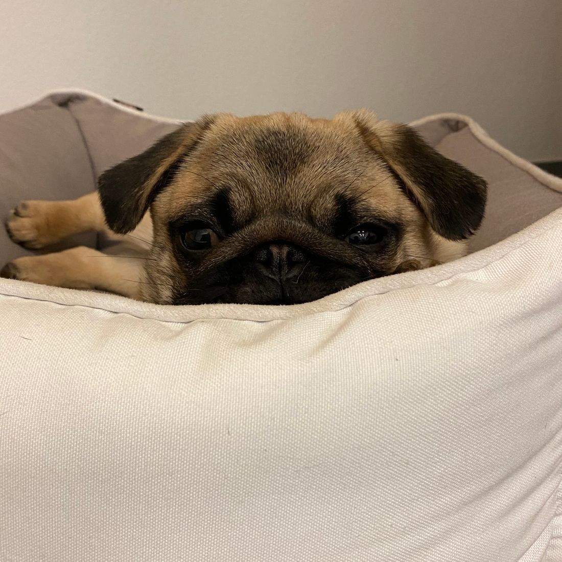 Cabinet vétérinaire du Sorby|Morges