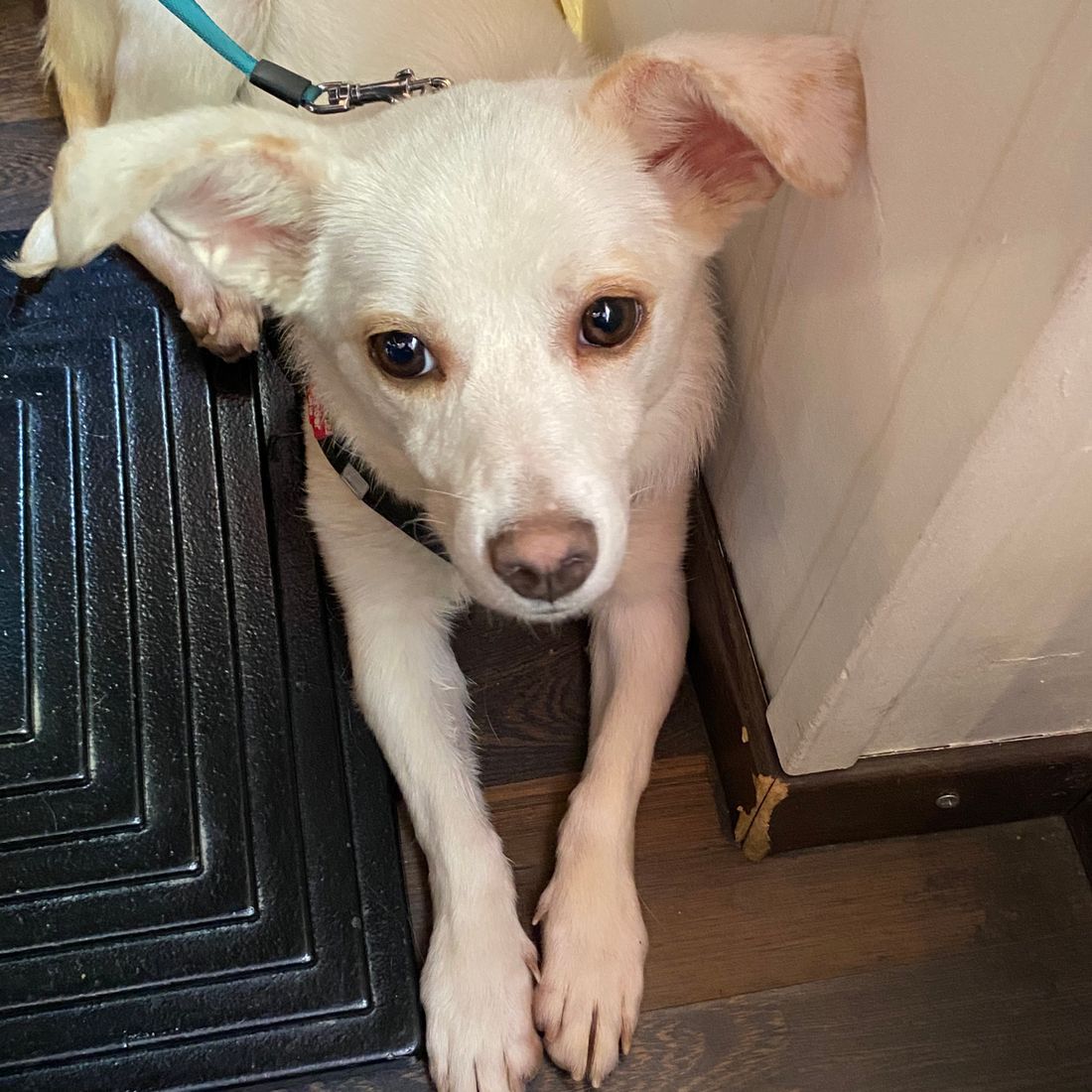 Cabinet vétérinaire du Sorby|Morges