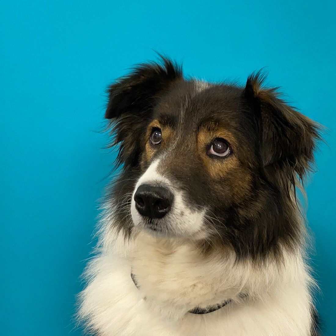 Cabinet vétérinaire du Sorby|Morges