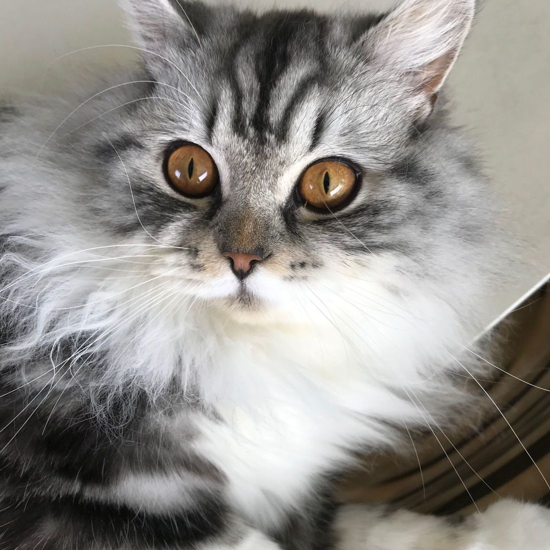 Cabinet vétérinaire du Sorby|Morges