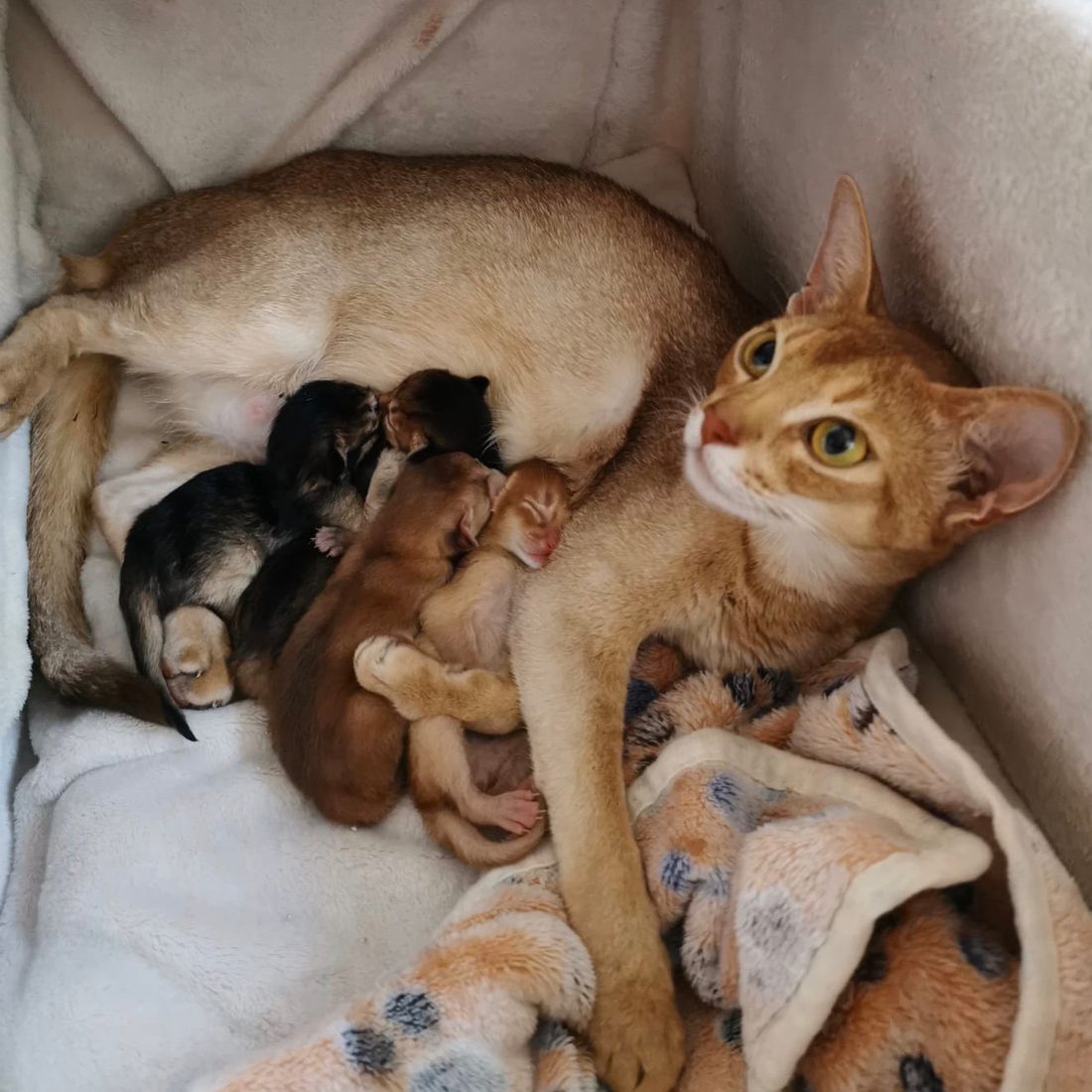 Cabinet vétérinaire du Sorby|Morges