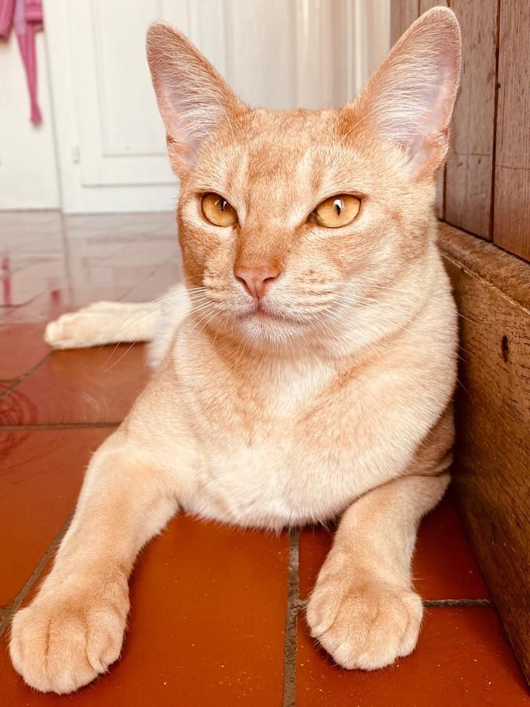 Cabinet vétérinaire du Sorby|Morges