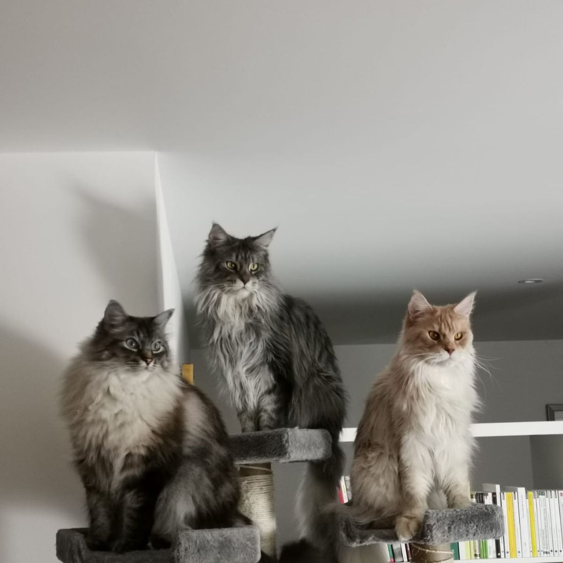 Cabinet vétérinaire du Sorby|Morges