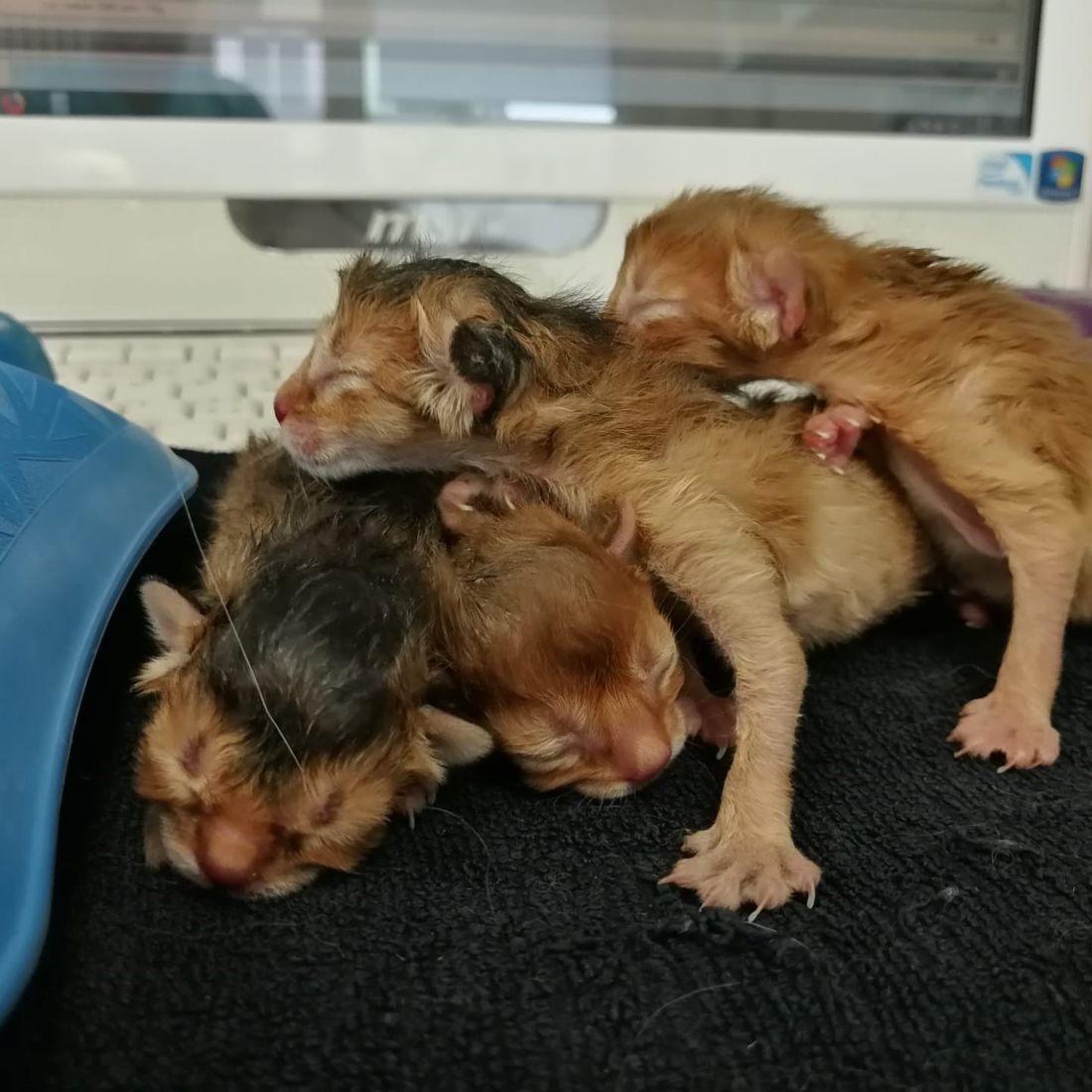 Cabinet vétérinaire du Sorby|Morges