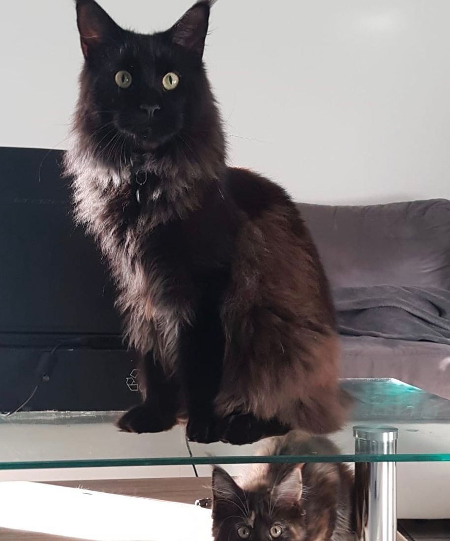 Cabinet vétérinaire du Sorby|Morges