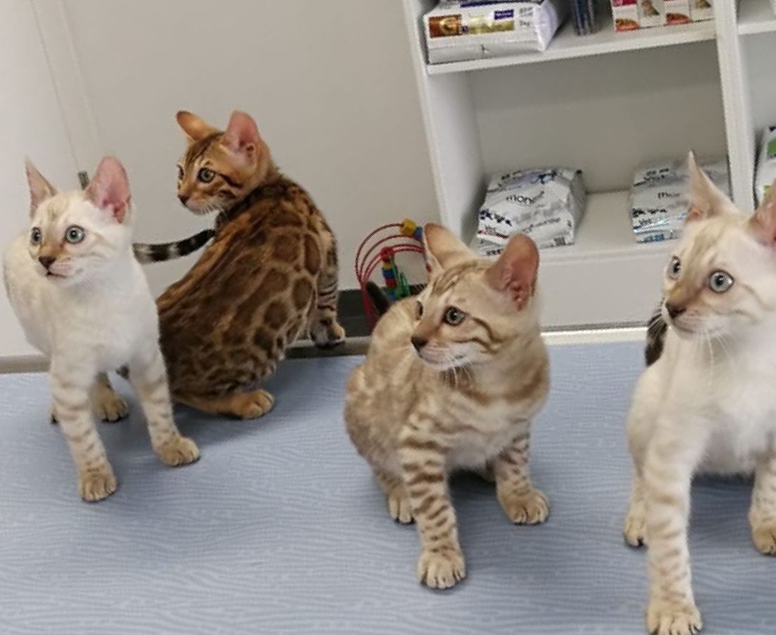 Cabinet vétérinaire du Sorby|Morges