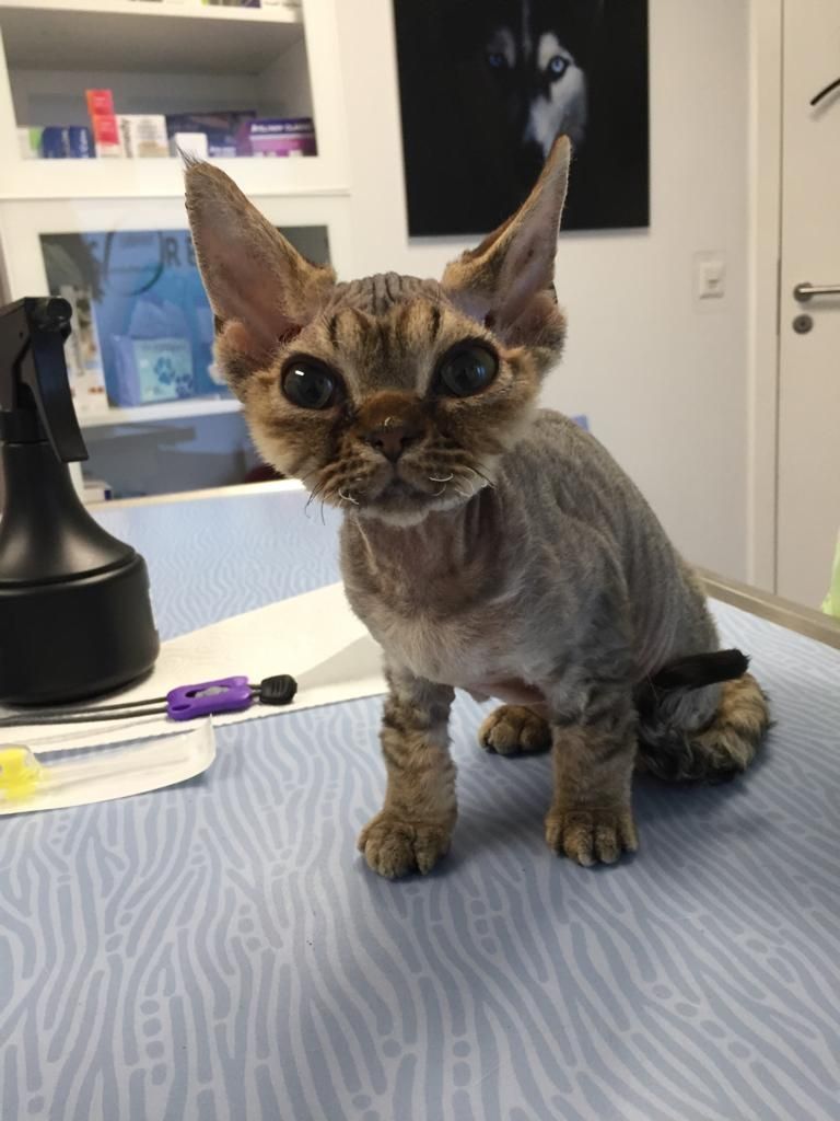 Cabinet vétérinaire du Sorby|Morges