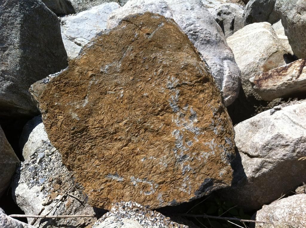 Naturstein Gestaltung Kalkstein m. Muscheln