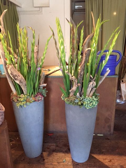 Cultira Sa und Calamandrin 2016 IHLGA